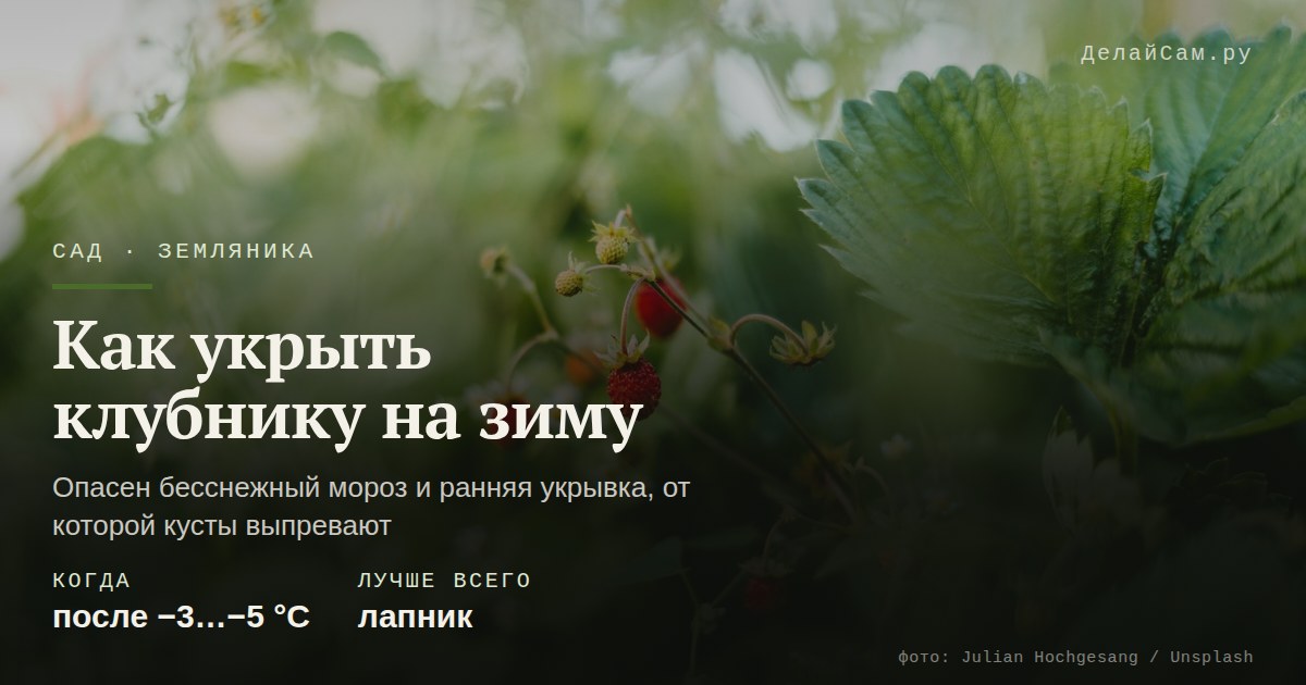 как укрыть клубнику на зиму