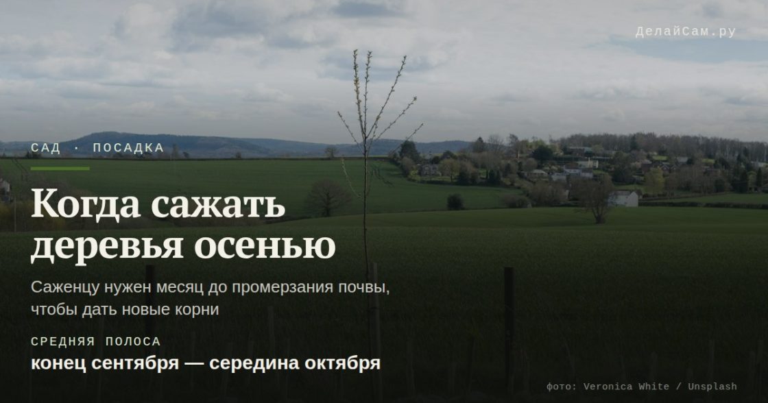 Когда сажать плодовые деревья осенью