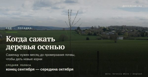 Когда сажать плодовые деревья осенью