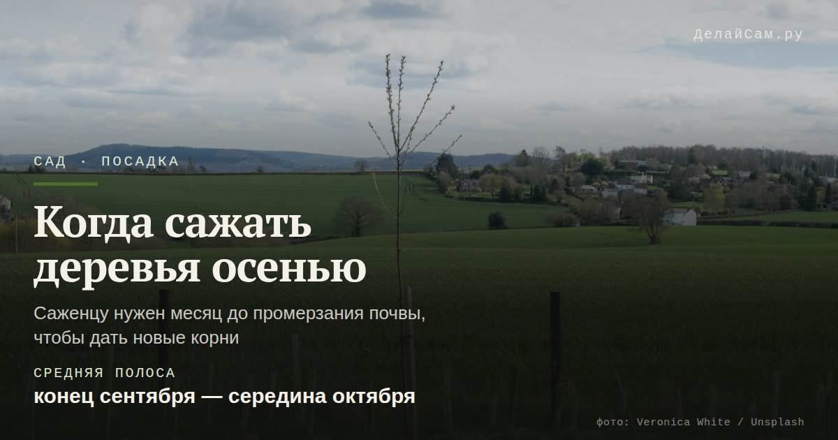 когда сажать плодовые деревья осенью
