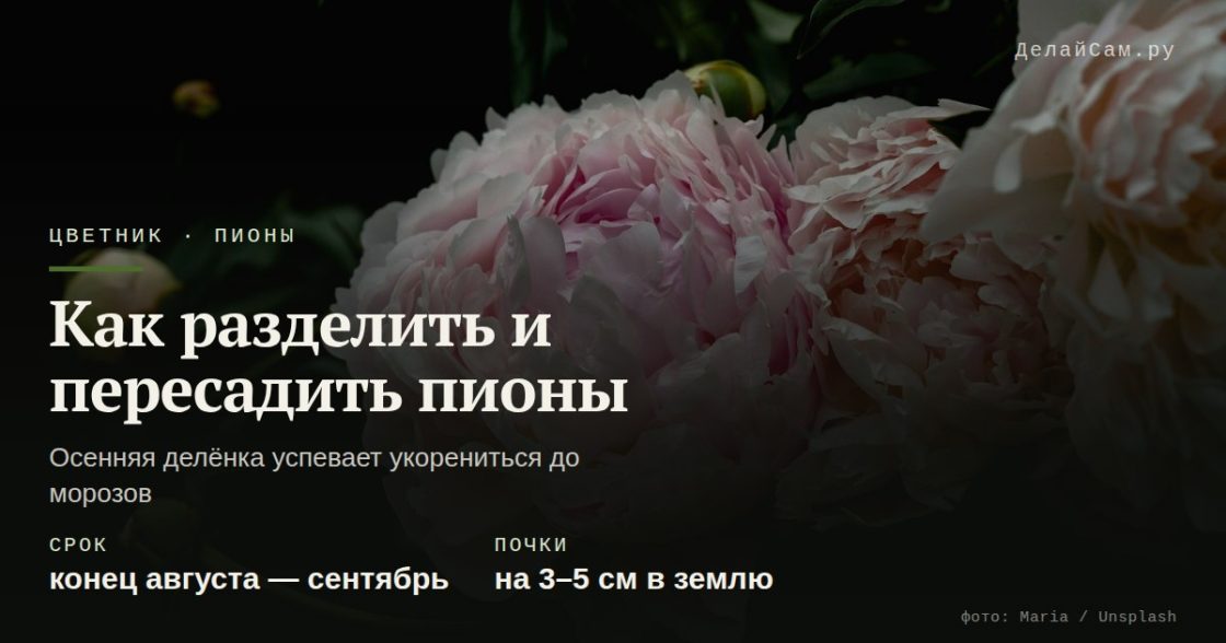 Как разделить и пересадить пионы осенью