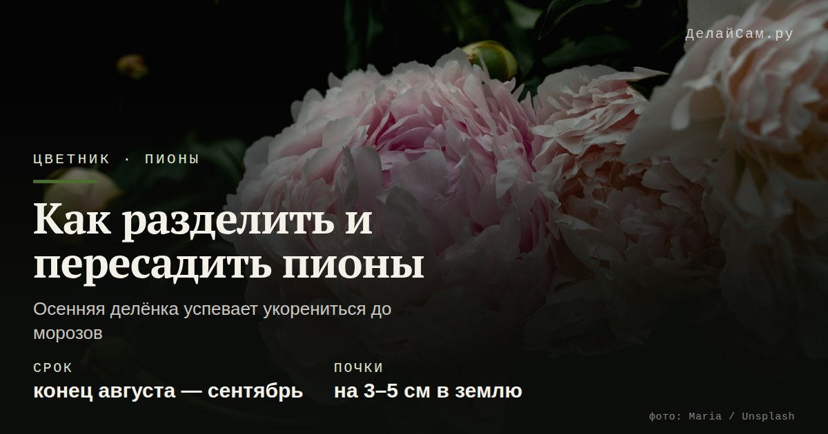 как разделить и пересадить пионы осенью