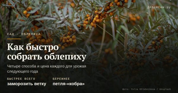 Как быстро собрать облепиху