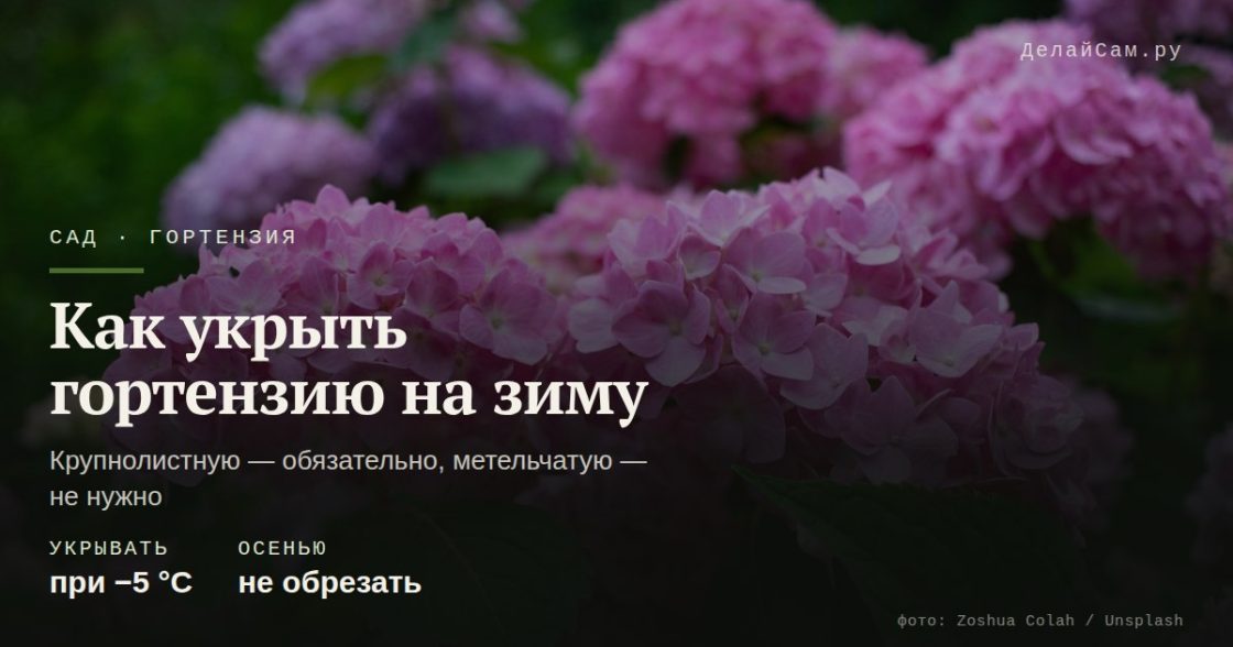 Как укрыть гортензию на зиму