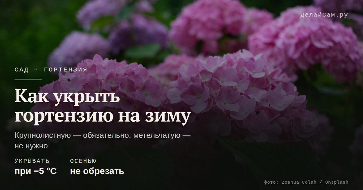 как укрыть гортензию на зиму