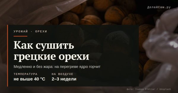 Как сушить грецкие орехи