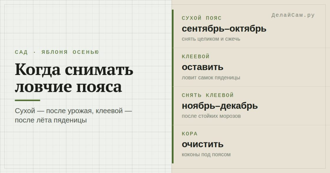 Когда снимать ловчие пояса с яблонь