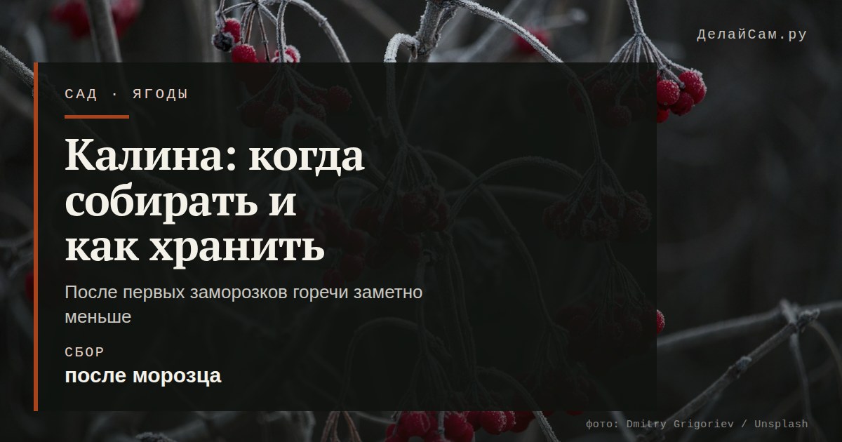 калина когда собирать и как хранить