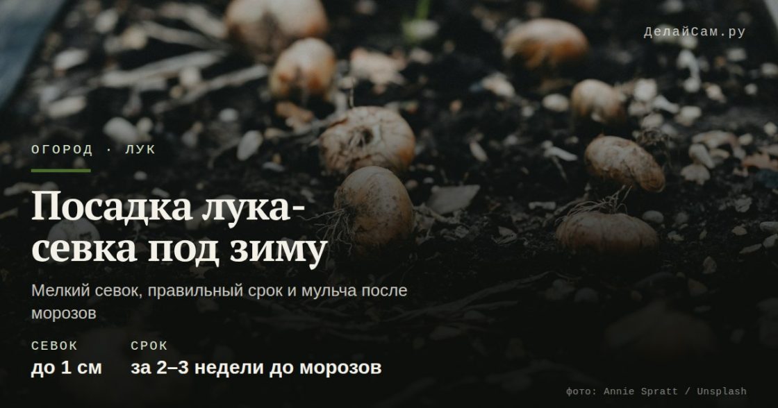 Посадка лука-севка под зиму