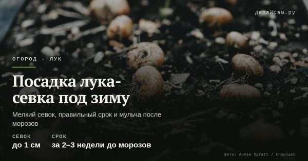 Посадка лука-севка под зиму