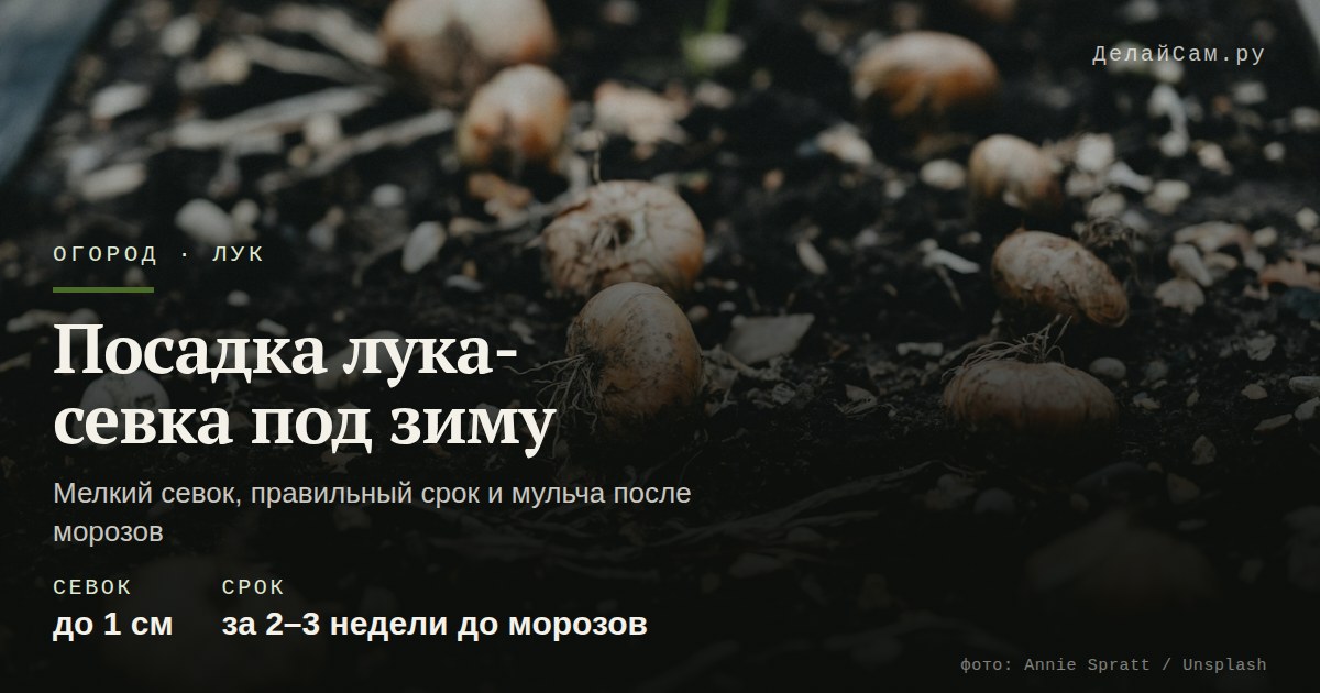 посадка лука-севка под зиму