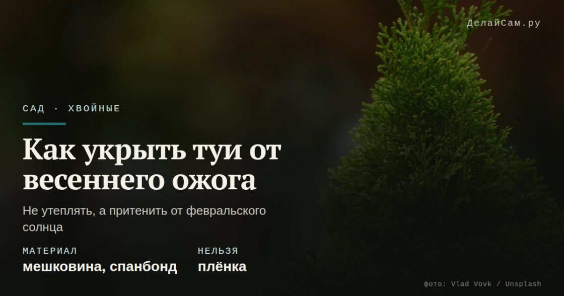 Как укрыть туи от весеннего ожога