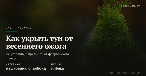 Как укрыть туи от весеннего ожога