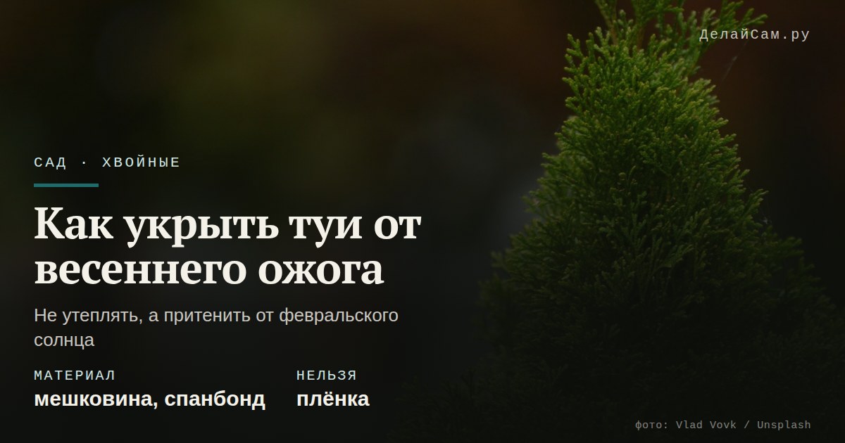 как укрыть туи от весеннего ожога