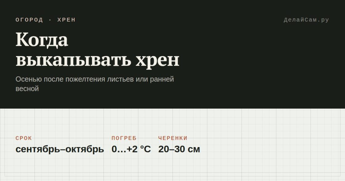 Когда выкапывать хрен и как хранить корни