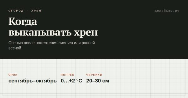 Когда выкапывать хрен и как хранить корни