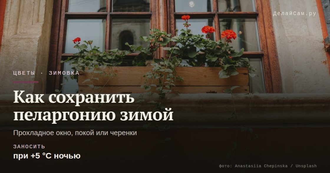 Как сохранить пеларгонию зимой