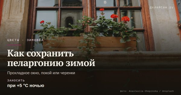 Как сохранить пеларгонию зимой