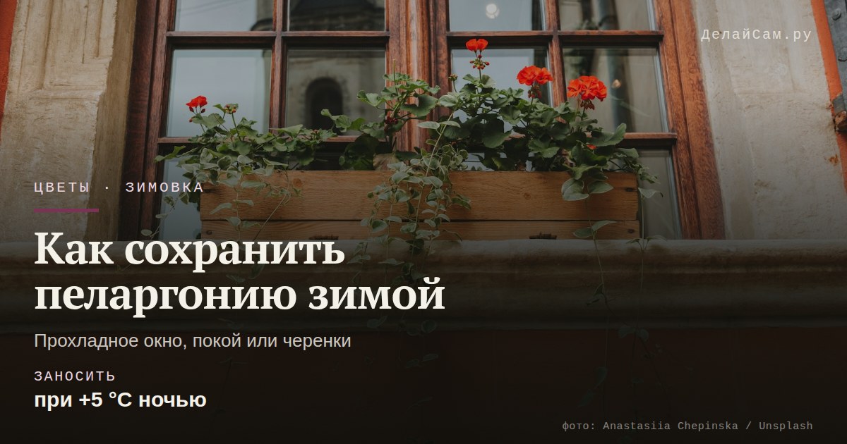 как сохранить пеларгонию зимой