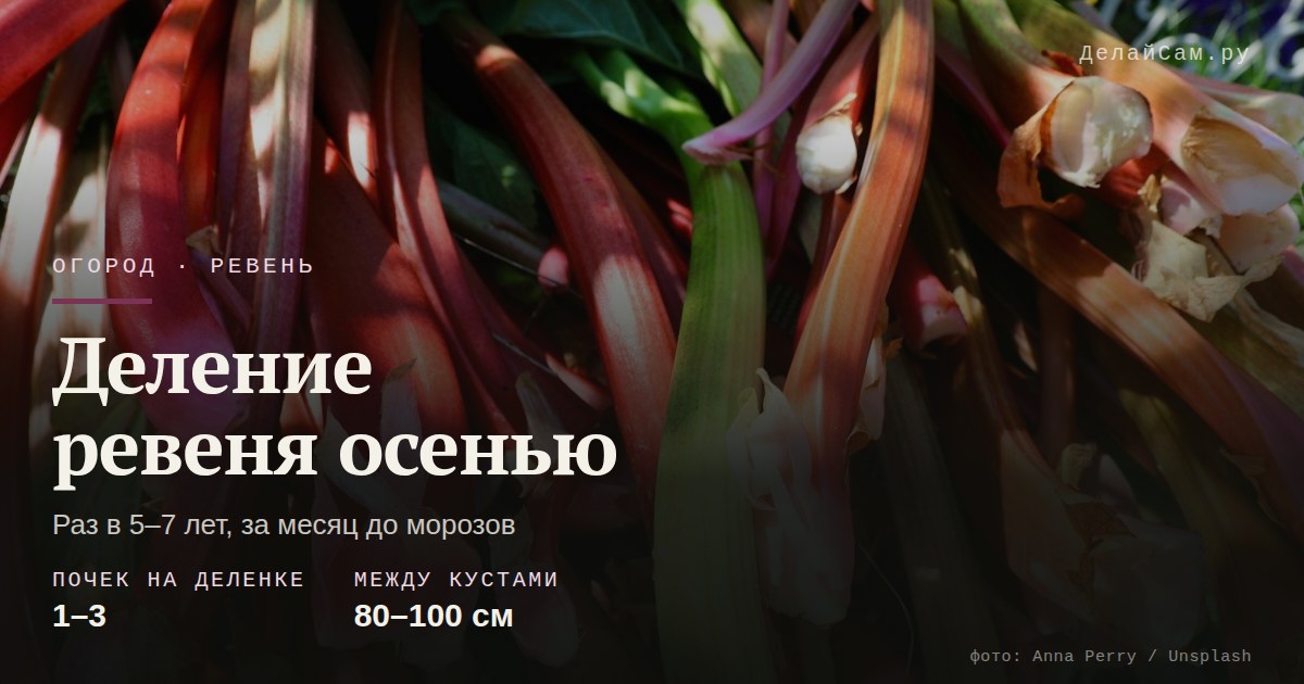 деление ревеня осенью