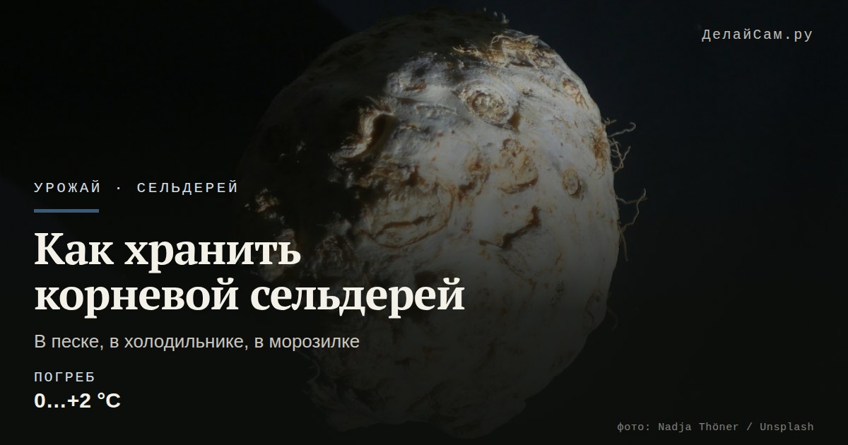 как хранить корневой сельдерей зимой