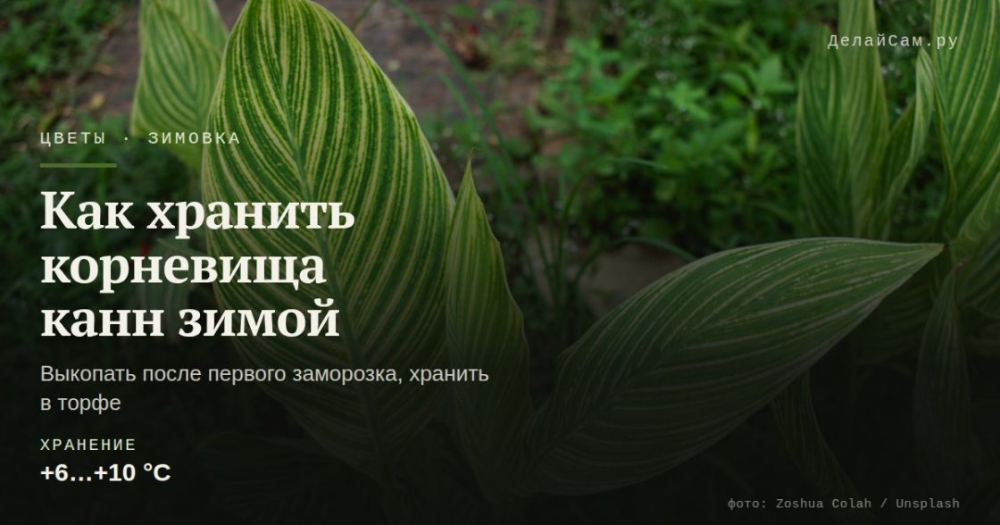 Как хранить корневища канн зимой