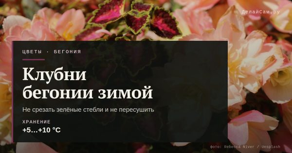 Как хранить клубни бегонии зимой