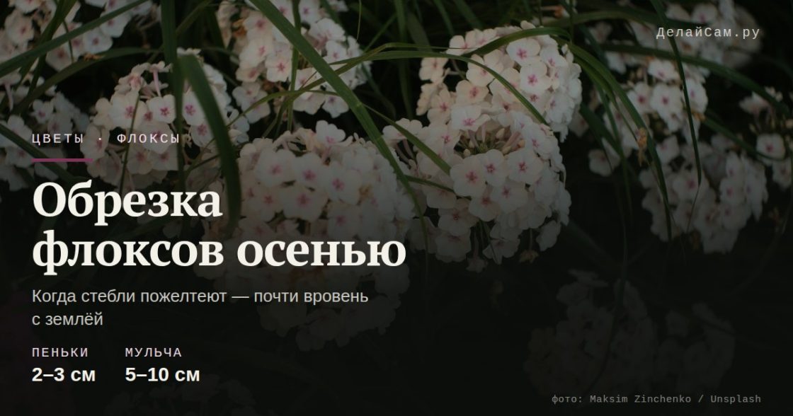 Обрезка флоксов осенью