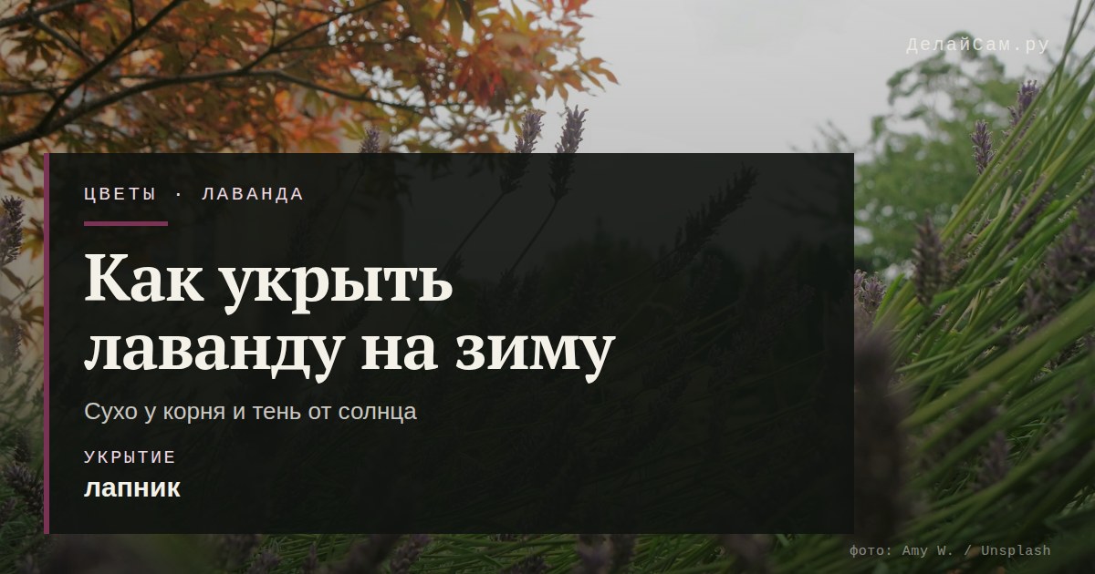 как укрыть лаванду на зиму