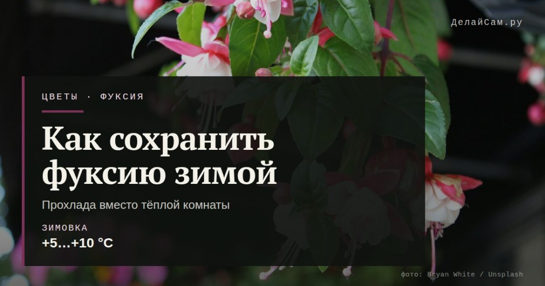 Как сохранить фуксию зимой