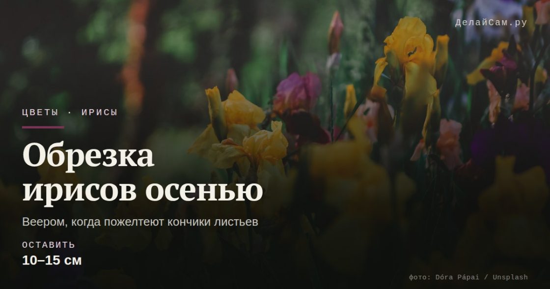 Обрезка ирисов осенью