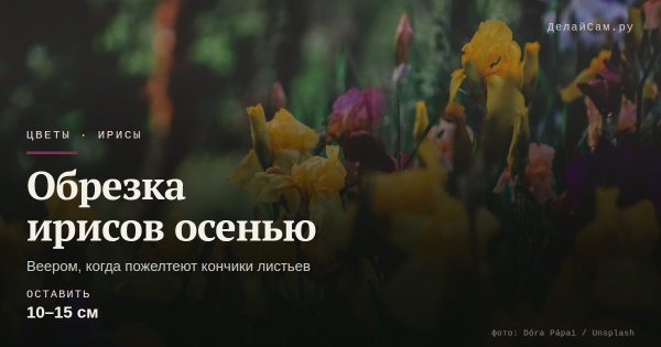 Обрезка ирисов осенью