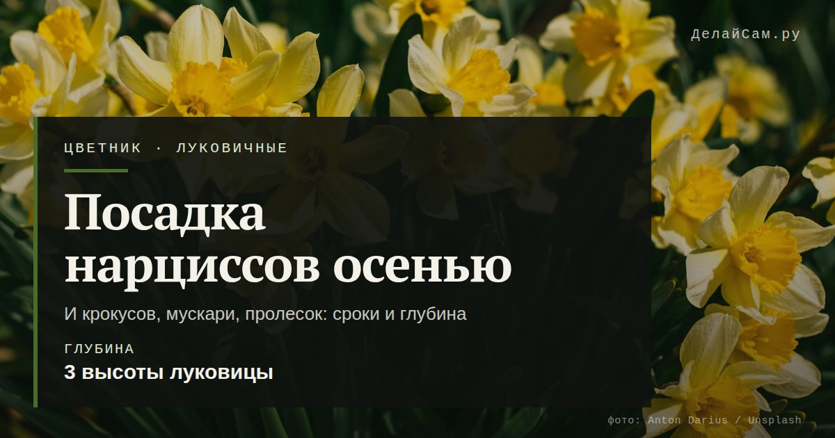 посадка нарциссов осенью