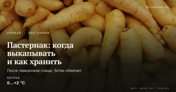 Пастернак: когда выкапывать и как хранить