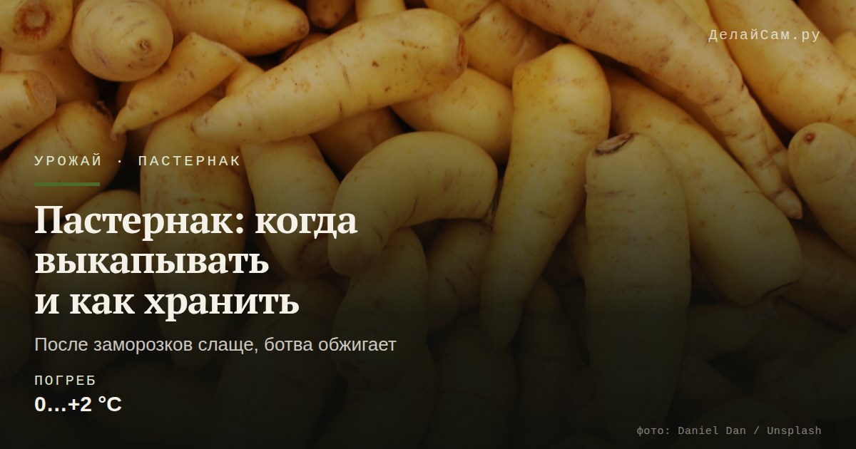 пастернак когда выкапывать и как хранить