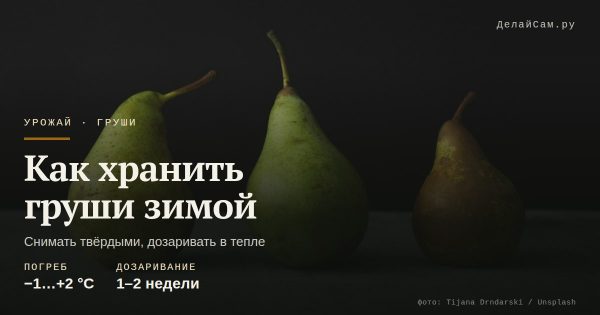 Как хранить груши зимой