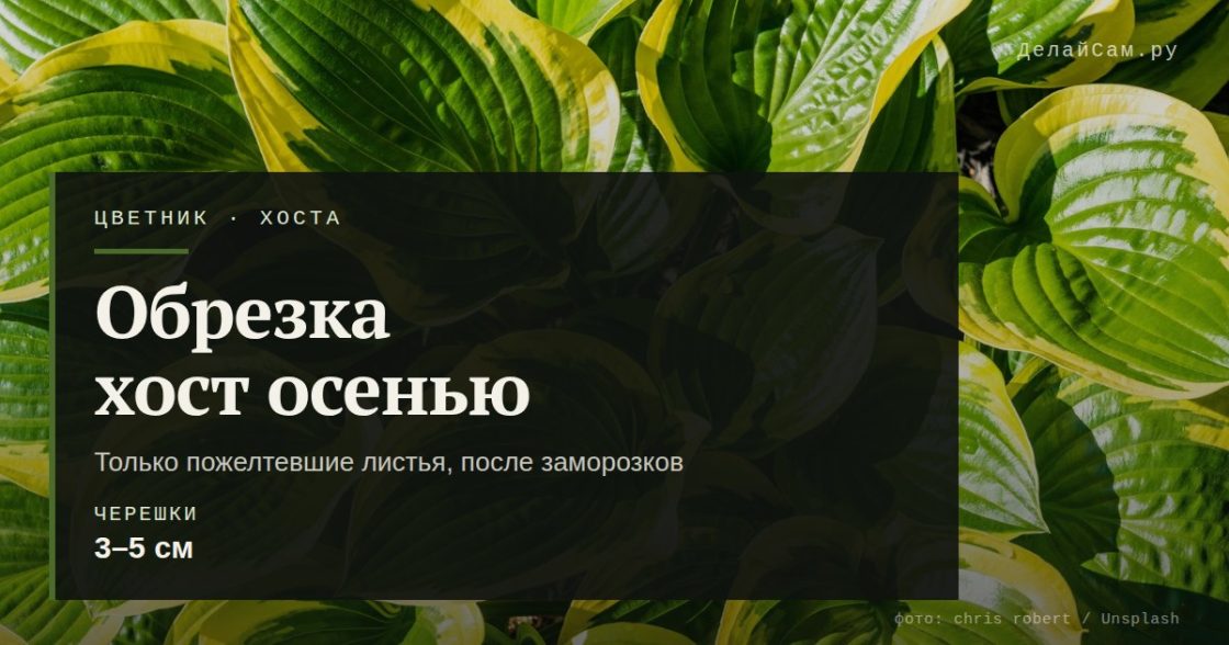 Обрезка хост осенью