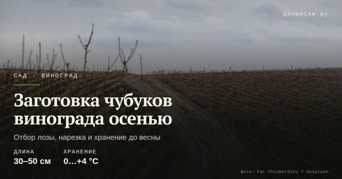 Заготовка чубуков винограда осенью