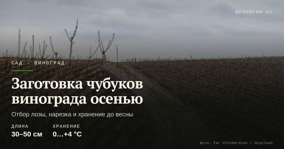 заготовка чубуков винограда осенью