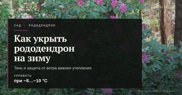 Как укрыть рододендрон на зиму