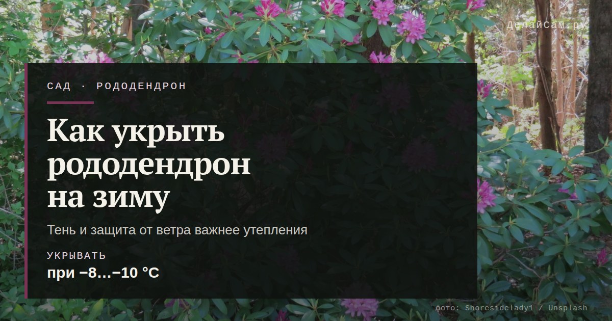 как укрыть рододендрон на зиму
