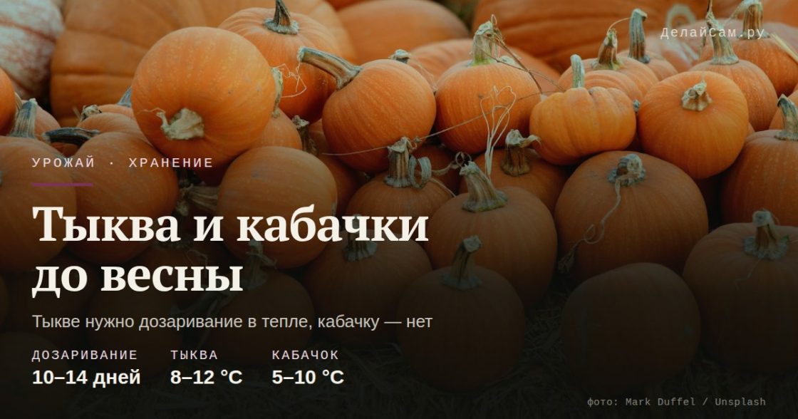 Как сохранить тыкву и кабачки до весны