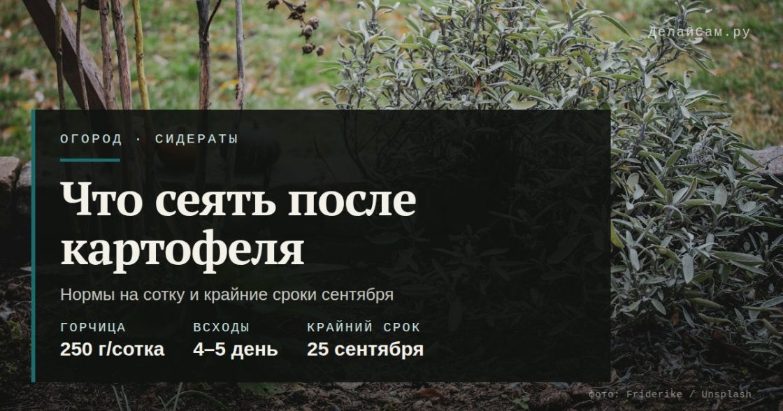 Сидераты после картофеля: что сеять в сентябре