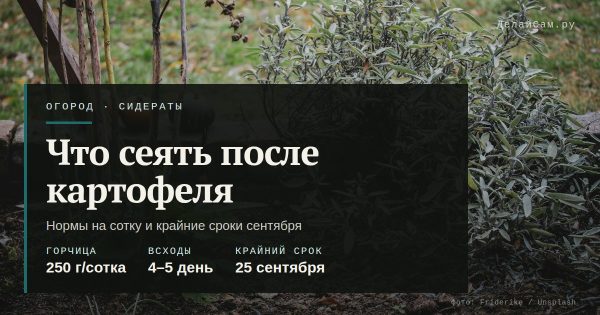 Сидераты после картофеля: что сеять в сентябре