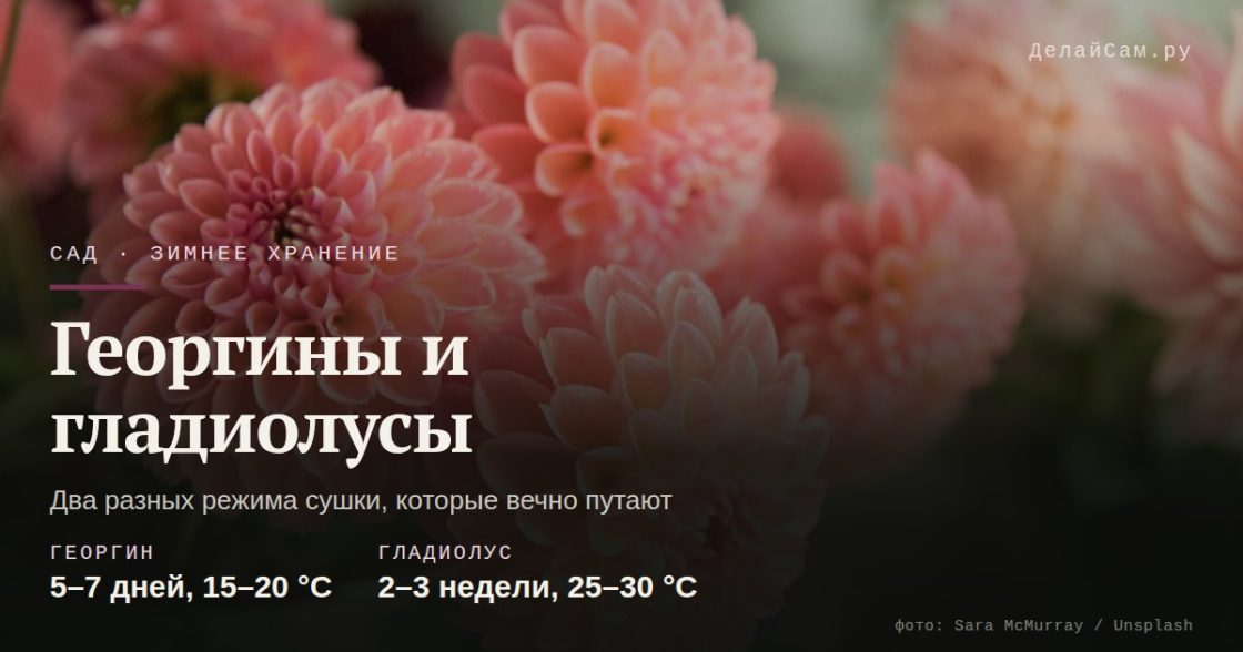 Как хранить георгины и гладиолусы зимой