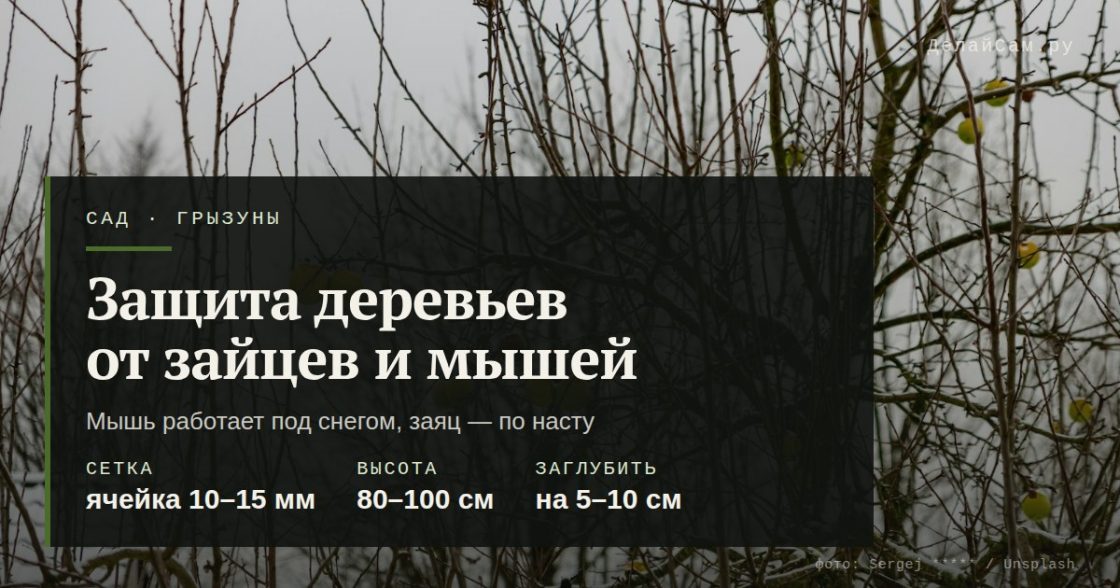 Защита деревьев от зайцев и мышей на зиму