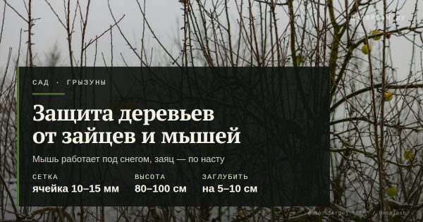 Защита деревьев от зайцев и мышей на зиму