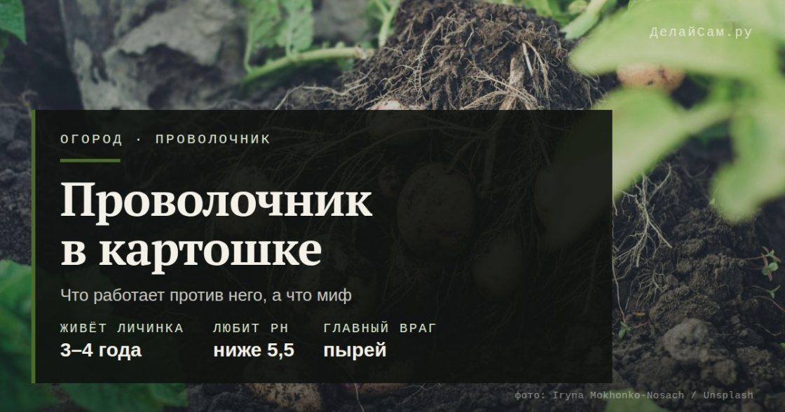 Проволочник в картошке: что работает, а что миф