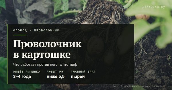 Проволочник в картошке: что работает, а что миф