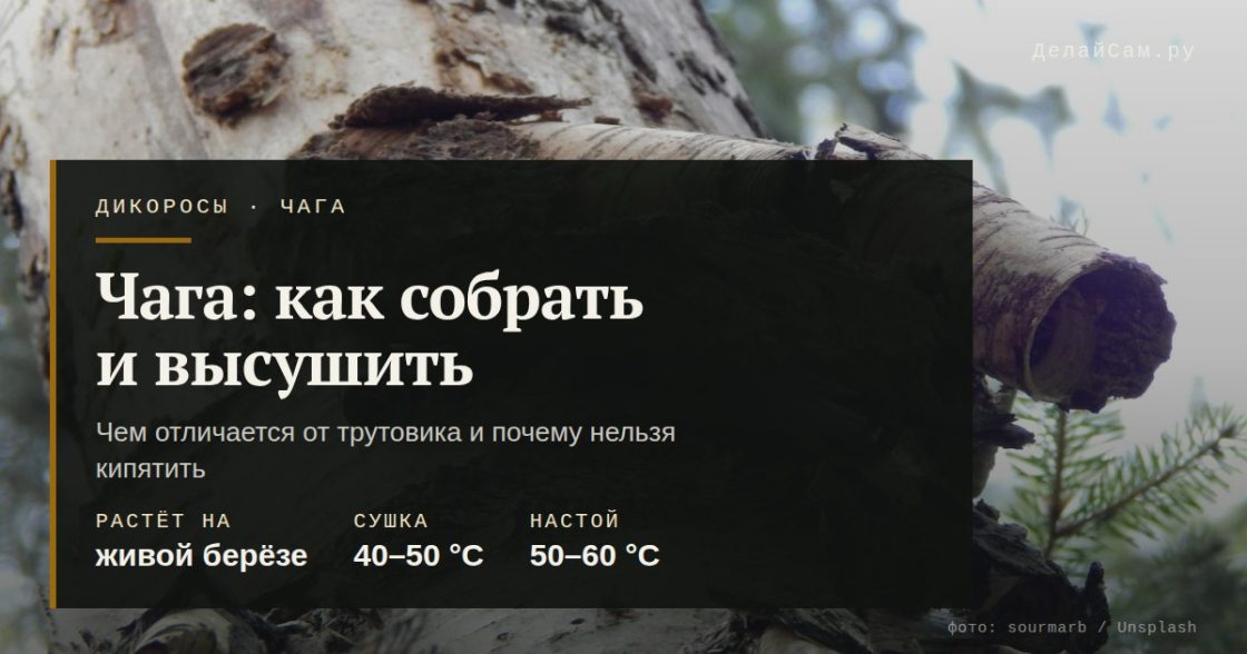Чага: как собрать, высушить и заваривать